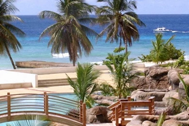 HD Beautiful Tree Summer Palm Tropical Wallpapers Free Download ...