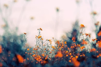 Small Orange Flowers Wallpapers   Flower Wallpapers