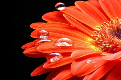 Orange Sunflower   Flowers Wallpapers (34611406)   Fanpop
