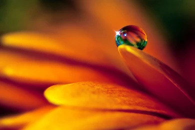 Flowers Droplets Wallpapers HD Pictures