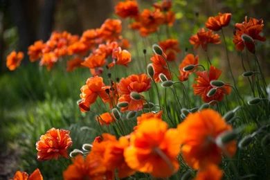 Orange Flowers Wallpapers HD Download Of Beautiful Flower