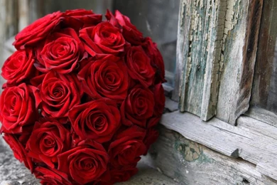 Best Red Rose Backgrounds Wallpapers