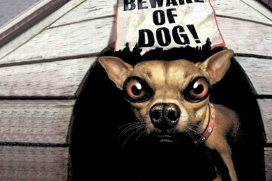 New Site   Wallpapers For PC: Funny Wallpapers