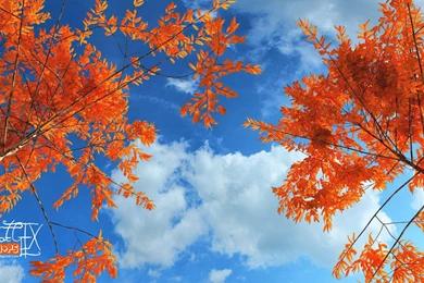 Orange Flowers Wallpapers >> Backgrounds With Quality HD