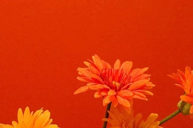 1080x1920 Orange Flower Wallpapers HD