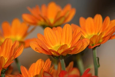 Orange Flowers Wallpapers