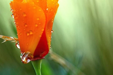 Different Flowers Images And Wallpapers Download