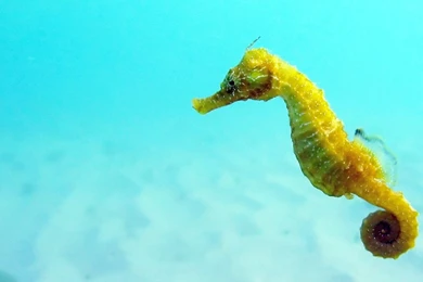 Seahorses Wallpapers High Definition