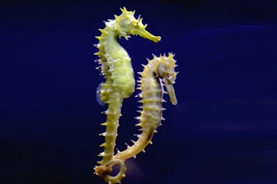 Seahorse Wallpapers Wallpapers Cave