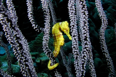 Underwater Yellow Seahorse Wallpapers HD