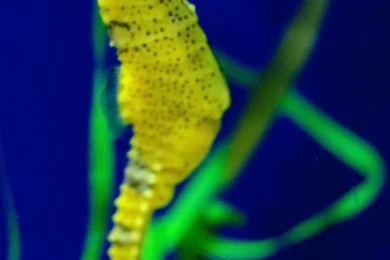 Seahorse Wallpapers   Wallpapers Cave