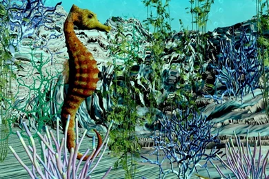 Seahorse Desktop Wallpapers