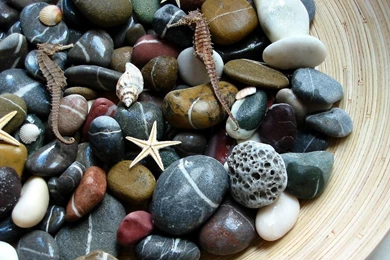 Stones Shells Starfish Seahorses Macro Decor Wallpapers