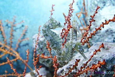 Fish Of MACNA (and Free Reefs.com Wallpaper!)   Reefs.com