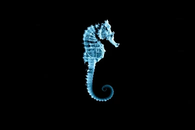 Fringe Seahorses