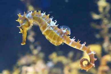 Seahorses Wallpapers Android