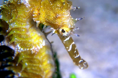 Sea Horse Wallpapers