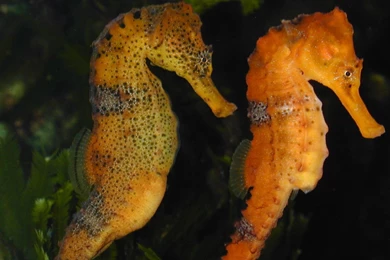 Awesome Seahorse Fullscreen Wallpapers