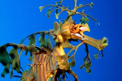 Desktop Wallpapers · Gallery · Animals · Coral Reefs Seahorse ...