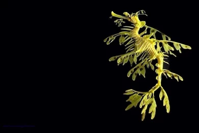 Seahorse.org   Downloads Library