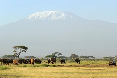 Kilimanjaro Safari Wallpapers.jpg