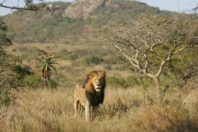 African lion safari pics wallpaper.jpg