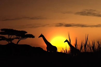 African Safari Wallpapers