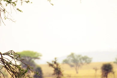 Download Wallpapers 3840x1200 Safari, Wood, Leopard, Space Dual ...