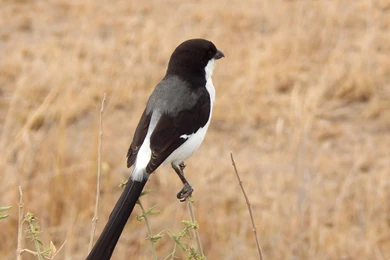 Long tailed_fiscal_taken_at_amboseli_national_park_1920x1080.jpg