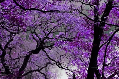 Android Wallpapers Free Blog: Android Wallpapers For Mobile