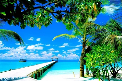 1366x768 Amazing Coco Palm Desktop PC And Mac Wallpapers