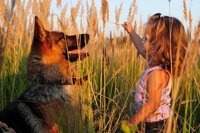 Download Wallpapers 3840x2160 Child, Girl, Dog, Sheep, Grass, Play ...