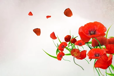 Poppy Petals Wallpapers