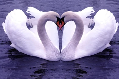 Love Birds HD Wallpapers