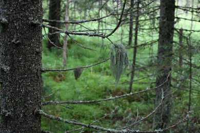 Nature Full HD Wallpapers   National Geographic Wallpapers (7822273 ...