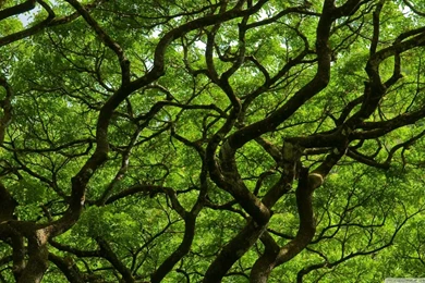 Natural Roof HD Desktop Wallpapers : High Definition : Fullscreen ...