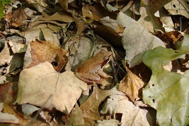 Camouflage HD Wallpapers