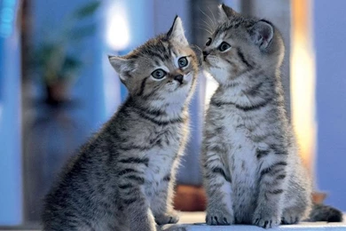 Cat Images Download   Desktop Backgrounds