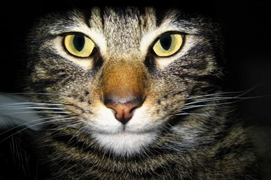 Animals Zoo Park: Cats Wallpapers Desktop Cat Wallpapers