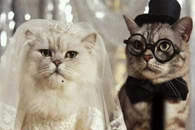 Christmas Wallpaper, Free Wallpapers Downloads: Funny Cats ...