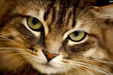 YouWall   Cat Face Wallpapers   Wallpaper,wallpapers,free Wallpapers ...