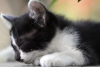 YouWall   Cute Sleepy Cat Wallpapers   Wallpaper,wallpapers,free ...