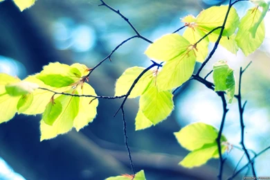 Spring Leaves Wallpapers 2   Crazy Frankenstein