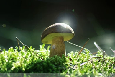 The Forest Spirit Wallpapers By Clu art On DeviantArt