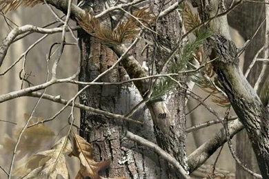 Realtree Wallpapers