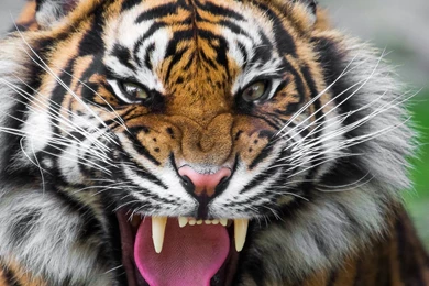 Download Wallpapers 2048x2048 Tiger, Face, Teeth, Anger, Big Cat ...