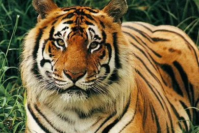 Tiger Wallpapers   All Wallpapers New