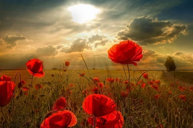 Htc Tablet Wallpapers