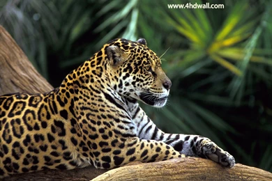 Onça Pintada Na Floresta Amazônica, Brasil (Jaguar In Amazon R ...