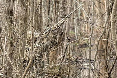 Waterfowl Hunting Blogs